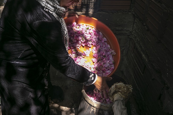 Foto - Tunus’un kadim geleneği "çiçek damıtımı" 