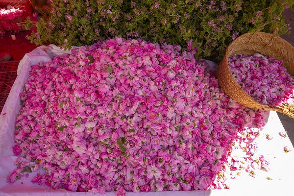 Foto - Tunus’un kadim geleneği "çiçek damıtımı" 