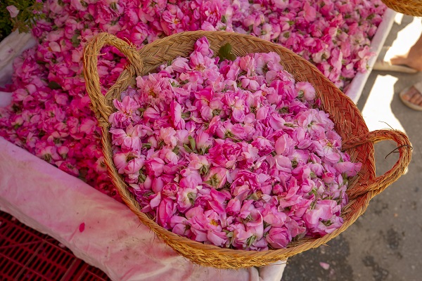 Foto - Tunus’un kadim geleneği "çiçek damıtımı" 