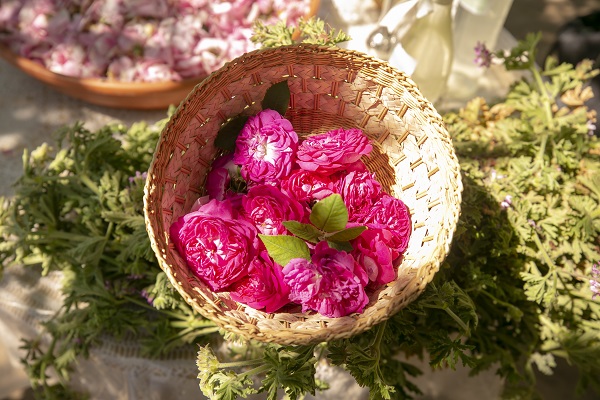 Foto - Tunus’un kadim geleneği "çiçek damıtımı" 