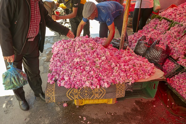 Foto - Tunus’un kadim geleneği "çiçek damıtımı" 