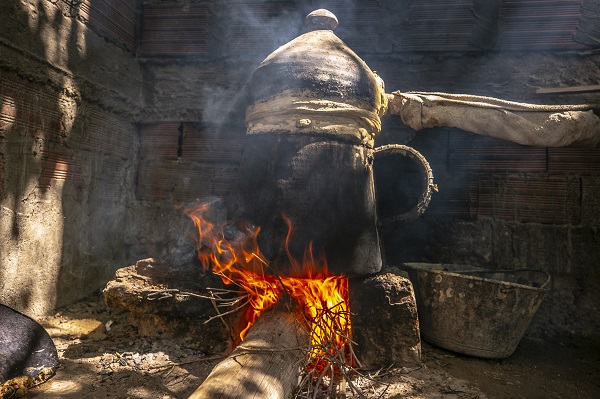 Foto - Tunus’un kadim geleneği "çiçek damıtımı" 