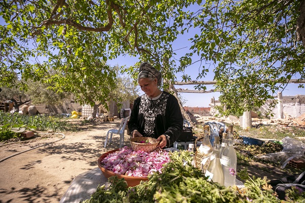 Foto - Tunus’un kadim geleneği "çiçek damıtımı" 