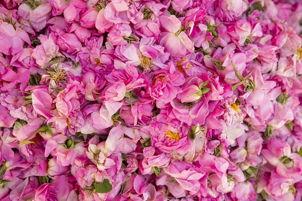 Foto - Tunus’un kadim geleneği "çiçek damıtımı" 