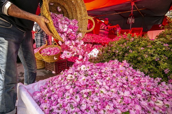 Foto - Tunus’un kadim geleneği "çiçek damıtımı" 