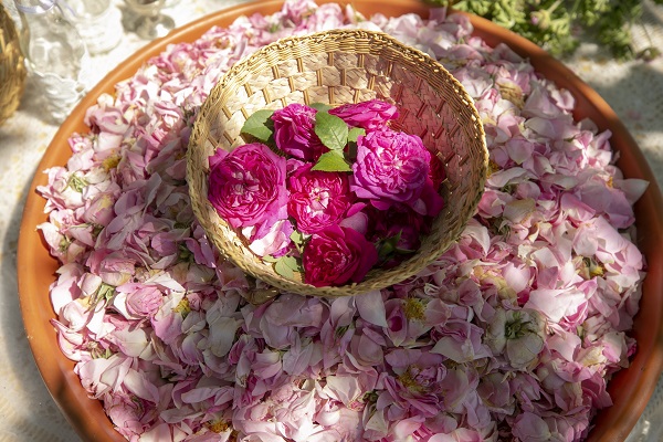 Foto - Tunus’un kadim geleneği "çiçek damıtımı" 