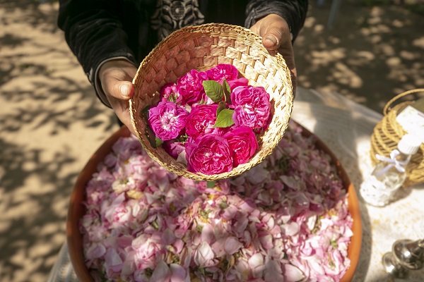 Foto - Tunus’un kadim geleneği "çiçek damıtımı" 