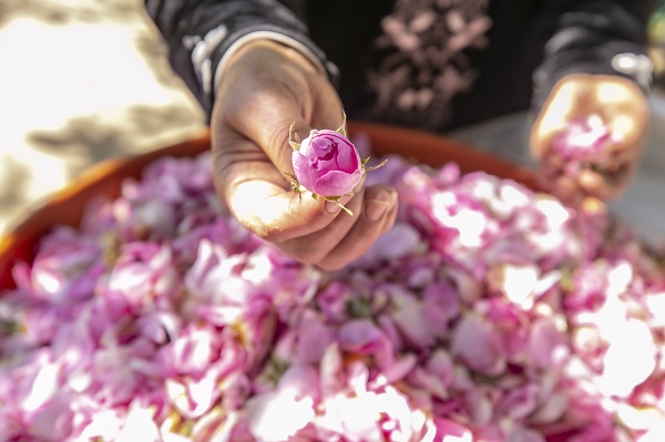 Foto - Tunus’un kadim geleneği "çiçek damıtımı" 
