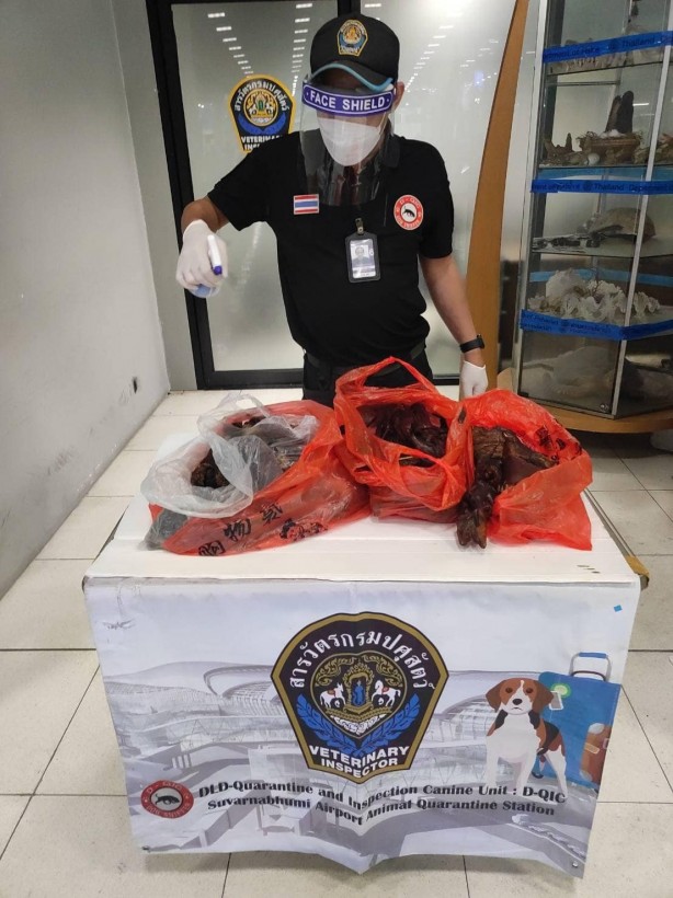 Foto - Turistin bavulundan çıkan mide bulandırdı! Virüs taşıdığı şüphesi var