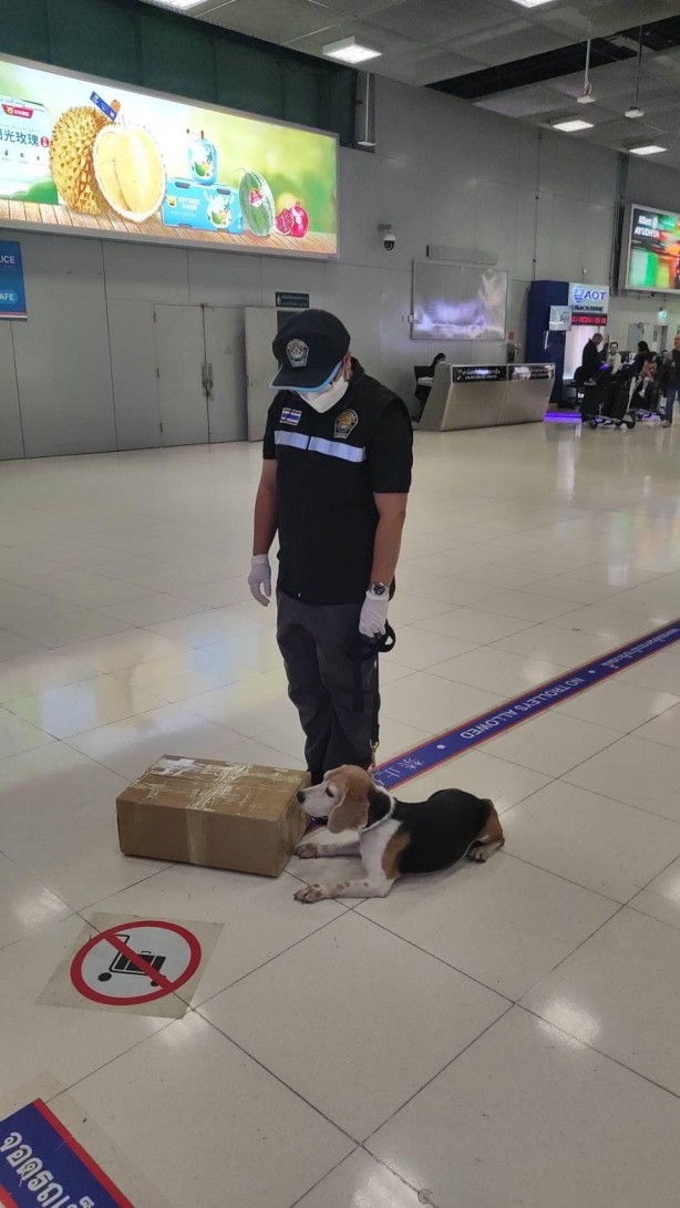 Turistin bavulundan çıkan mide bulandırdı! Virüs taşıdığı şüphesi var