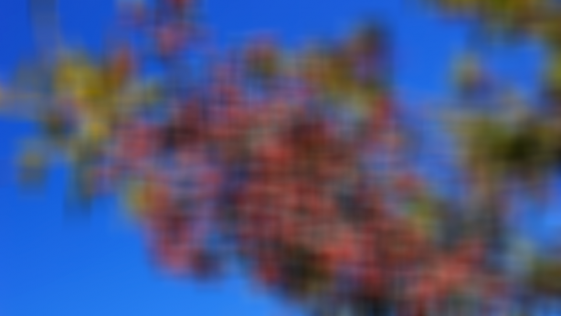 Turistler bile bunu almak için sıraya girdi! O ilimize kadar gidiyorlar! Bunu eken üretici para biçiyor