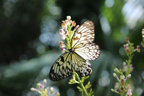Turistlerin yeni rotası: Kelebek Bahçesi