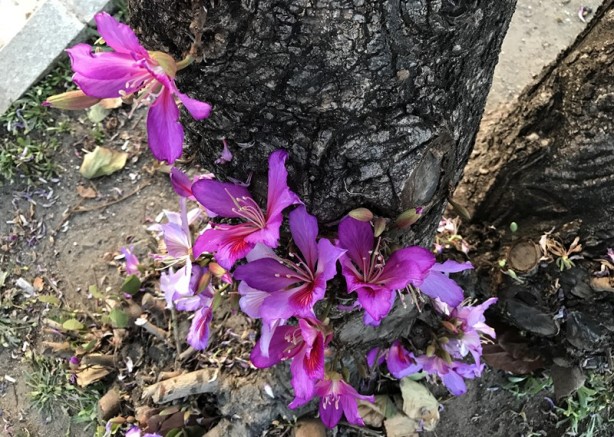 Foto - "Turizm başkenti"nde ilkbahar bir başka güzel