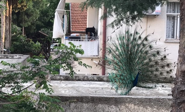 Foto - "Turizm başkenti"nde ilkbahar bir başka güzel