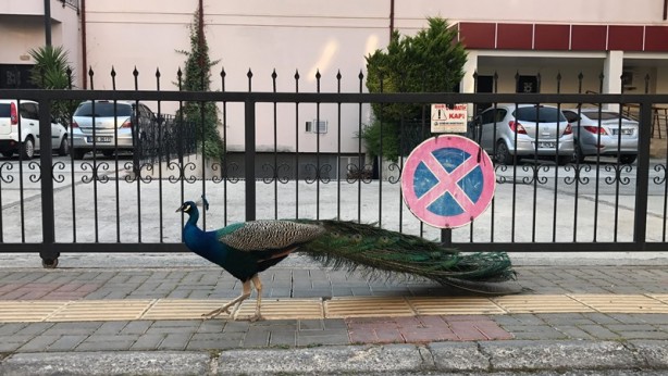 "Turizm başkenti"nde ilkbahar bir başka güzel