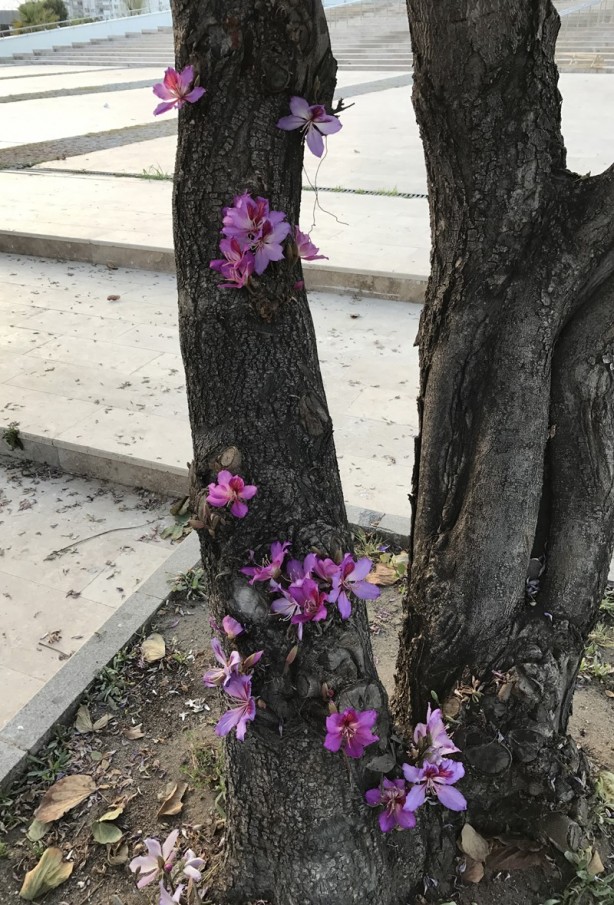 Foto - "Turizm başkenti"nde ilkbahar bir başka güzel