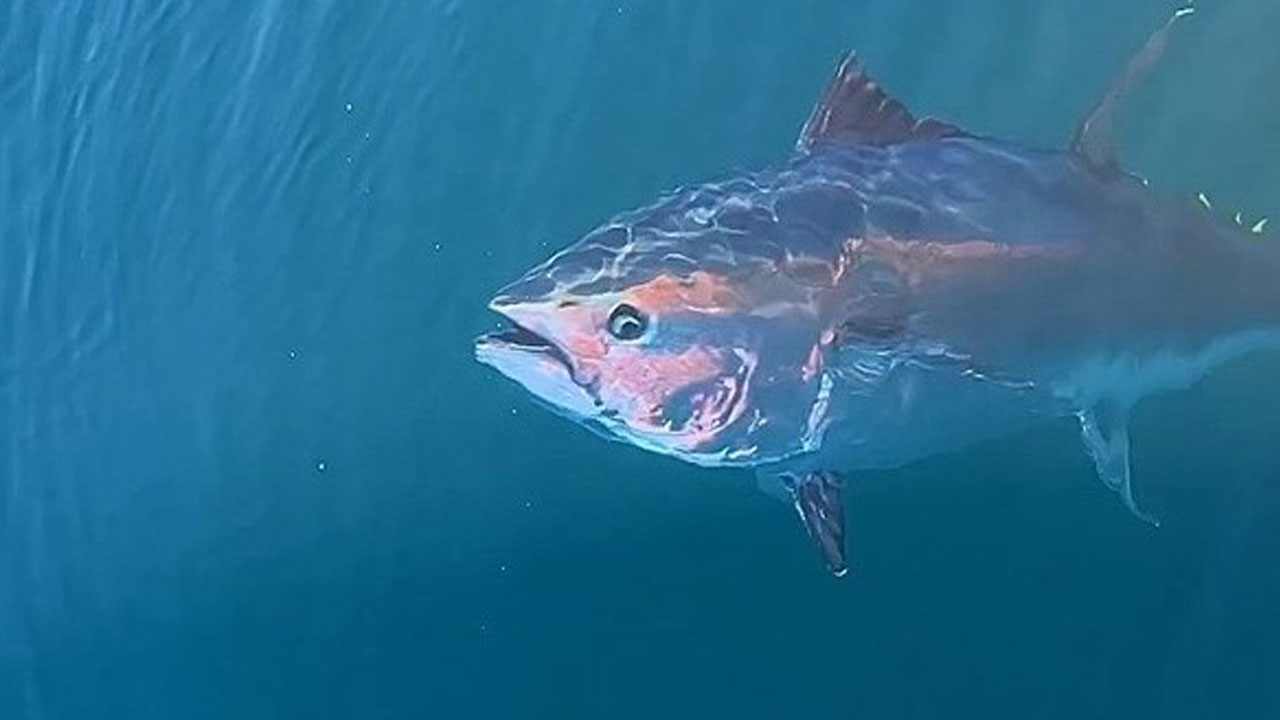 Foto - Türk balıkçılar rekor kırdı! 130 milyon dolarlık orkinosun adresi Uzak Doğu