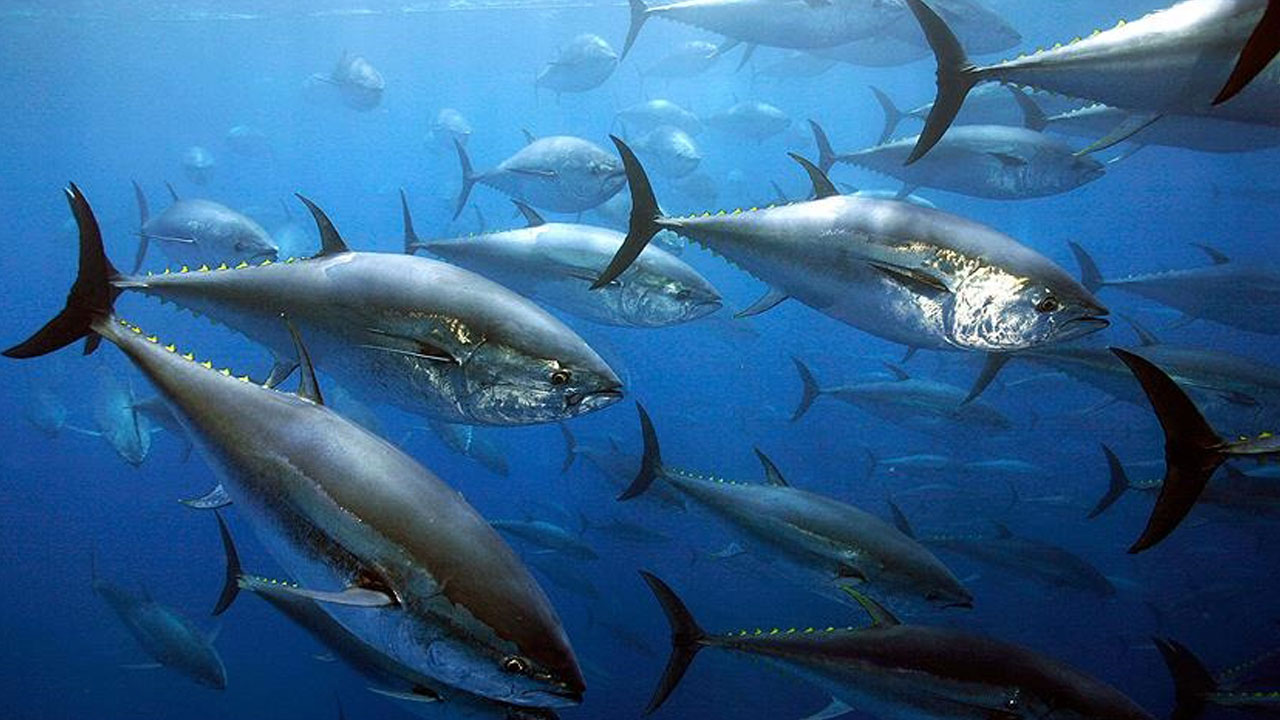 Foto - Türk balıkçılar rekor kırdı! 130 milyon dolarlık orkinosun adresi Uzak Doğu