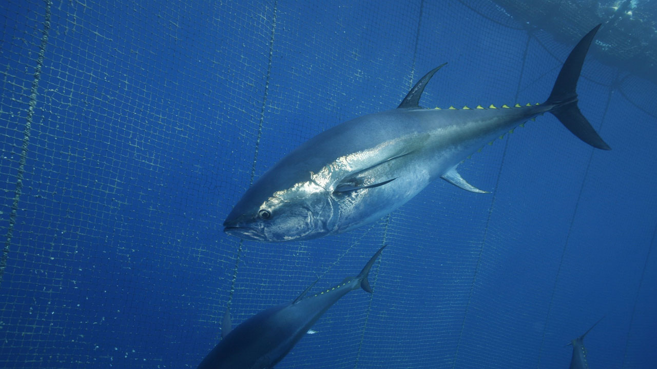 Türk balıkçılar rekor kırdı! 130 milyon dolarlık orkinosun adresi Uzak Doğu