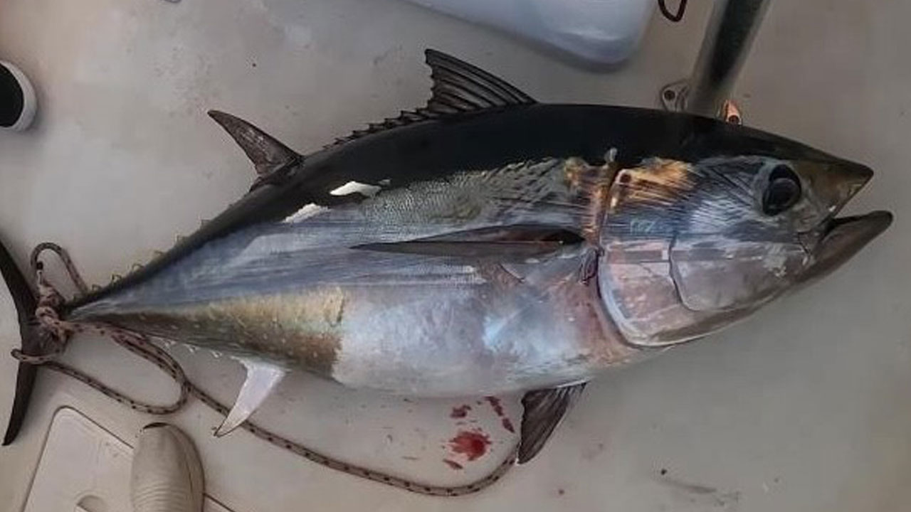 Foto - Türk balıkçılar rekor kırdı! 130 milyon dolarlık orkinosun adresi Uzak Doğu