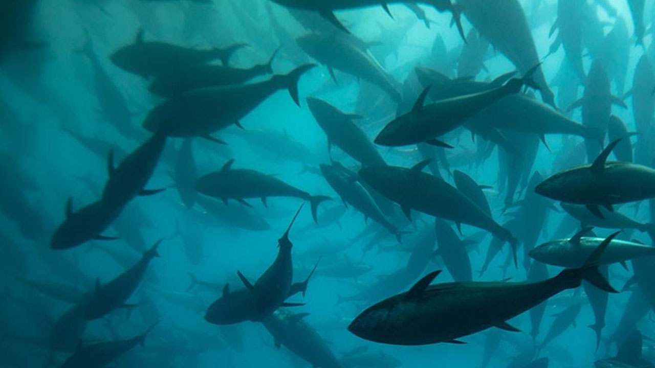 Foto - Türk balıkçılar rekor kırdı! 130 milyon dolarlık orkinosun adresi Uzak Doğu