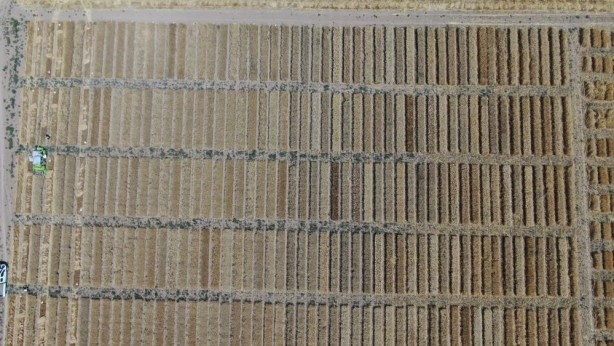 Foto - Türk bilim adamları yapıyor! Tüm dünyanın gözü bu tarlada