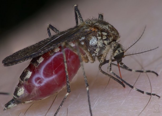 Foto - Türk bilim insanından müthiş buluş! Bu buluş obeziteyi bitirecek