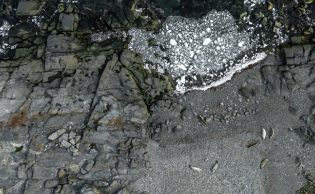 Foto - Türk bilim insanları Antarktika'da: Horseshoe Adası'na çıkıp jeolojik geçmişin izlerini sürdüler