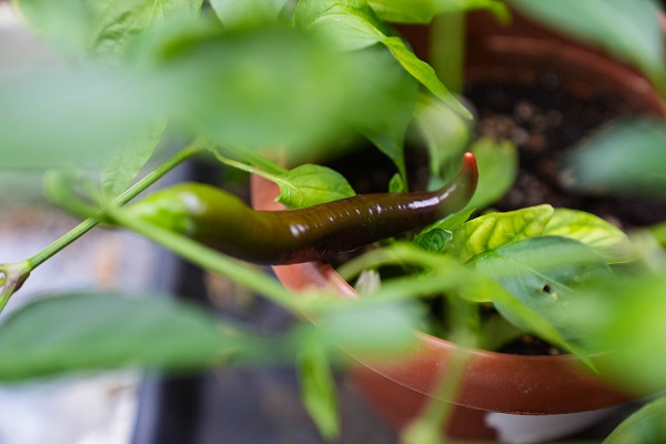 Foto - Türk bilim insanlarından büyük başarı! Biberlerin acılığı bu yöntemle susturuldu