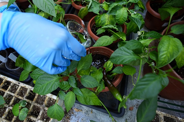 Foto - Türk bilim insanlarından büyük başarı! Biberlerin acılığı bu yöntemle susturuldu