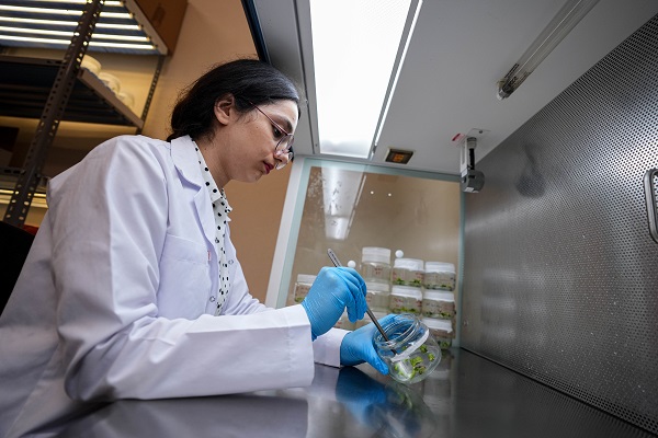 Foto - Türk bilim insanlarından büyük başarı! Biberlerin acılığı bu yöntemle susturuldu