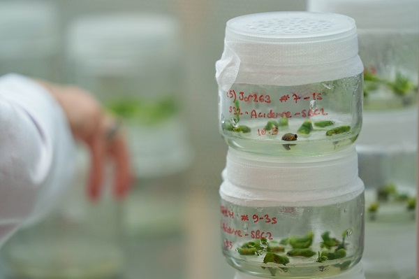 Foto - Türk bilim insanlarından büyük başarı! Biberlerin acılığı bu yöntemle susturuldu