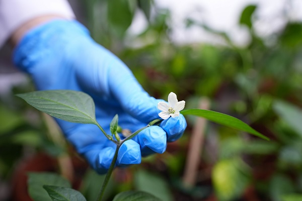 Foto - Türk bilim insanlarından büyük başarı! Biberlerin acılığı bu yöntemle susturuldu