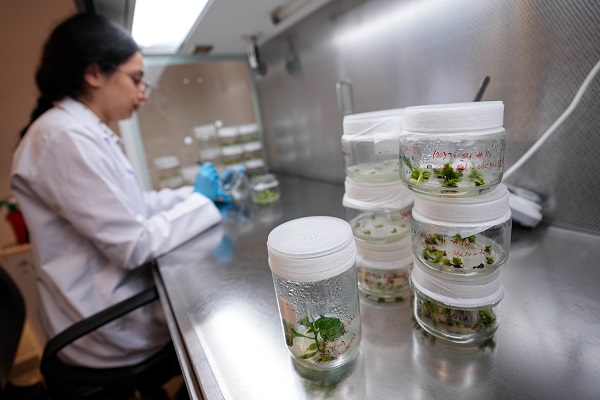 Türk bilim insanlarından büyük başarı! Biberlerin acılığı bu yöntemle susturuldu