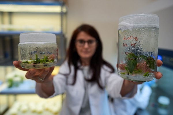 Foto - Türk bilim insanlarından büyük başarı! Biberlerin acılığı bu yöntemle susturuldu