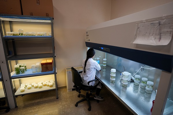 Foto - Türk bilim insanlarından büyük başarı! Biberlerin acılığı bu yöntemle susturuldu