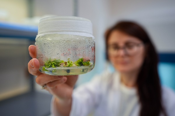 Foto - Türk bilim insanlarından büyük başarı! Biberlerin acılığı bu yöntemle susturuldu