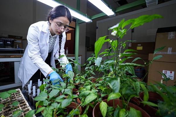 Foto - Türk bilim insanlarından büyük başarı! Biberlerin acılığı bu yöntemle susturuldu