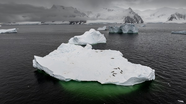 Foto - Türk bilim insanlarından örnek davranış! Beyaz Kıta'da doğal yaşam böyle korundu