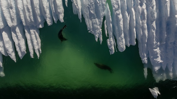 Foto - Türk bilim insanlarından örnek davranış! Beyaz Kıta'da doğal yaşam böyle korundu
