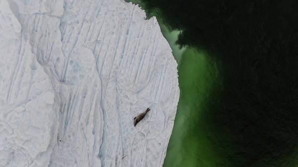 Foto - Türk bilim insanlarından örnek davranış! Beyaz Kıta'da doğal yaşam böyle korundu