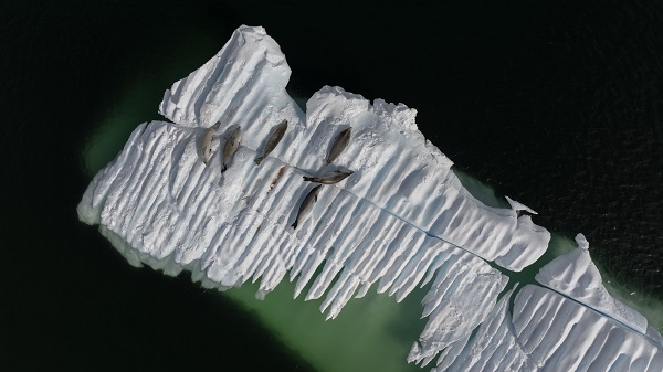 Foto - Türk bilim insanlarından örnek davranış! Beyaz Kıta'da doğal yaşam böyle korundu
