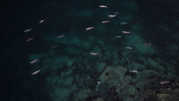 Foto - Türk bilim insanlarından örnek davranış! Beyaz Kıta'da doğal yaşam böyle korundu