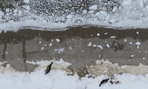 Foto - Türk bilim insanlarından örnek davranış! Beyaz Kıta'da doğal yaşam böyle korundu