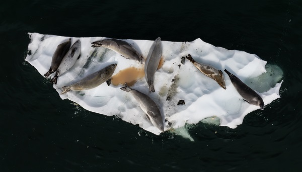 Foto - Türk bilim insanlarından örnek davranış! Beyaz Kıta'da doğal yaşam böyle korundu