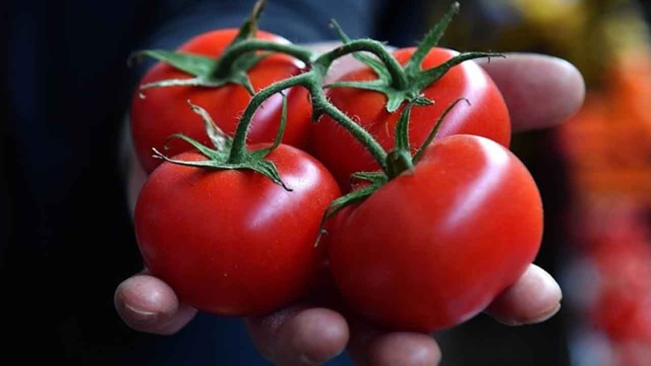 Türk domatesi sınırları aşıyor: 49 ülkeye satış, 304 milyon dolar kazanç 