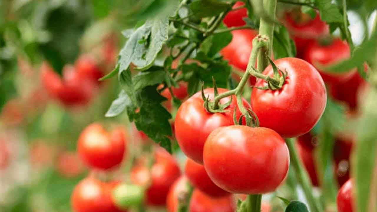 Foto - Türk domatesi sınırları aşıyor: 49 ülkeye satış, 304 milyon dolar kazanç 