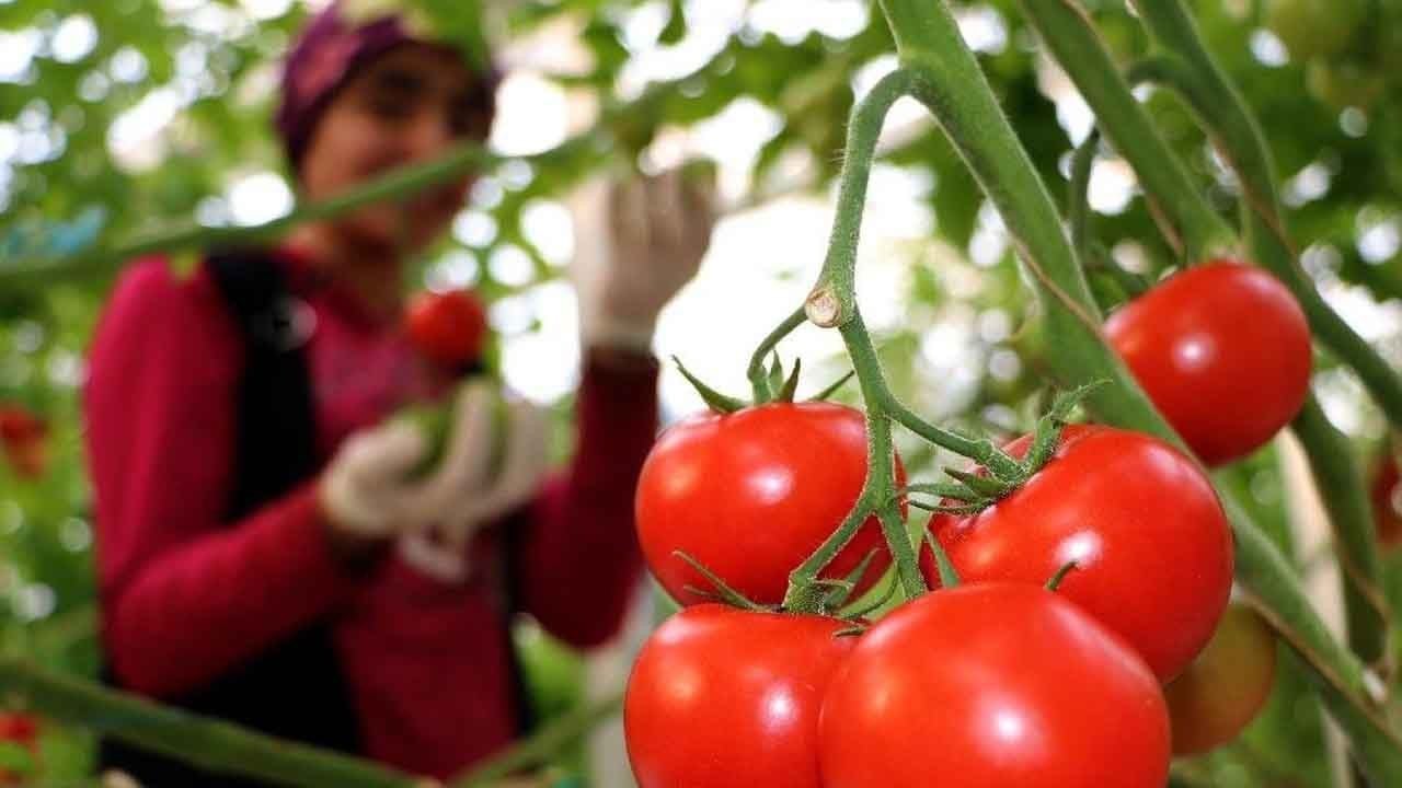 Foto - Türk domatesi sınırları aşıyor: 49 ülkeye satış, 304 milyon dolar kazanç 