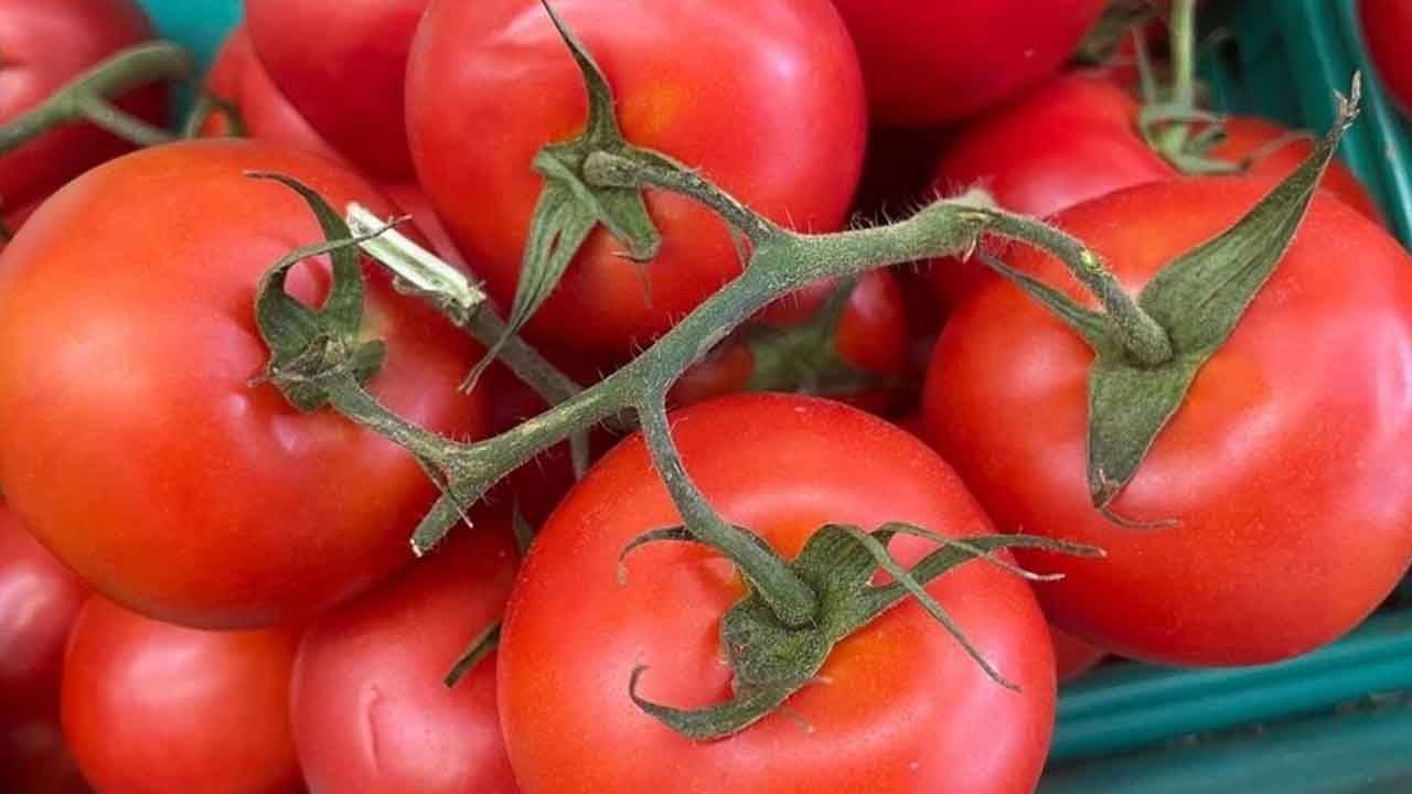 Foto - Türk domatesi sınırları aşıyor: 49 ülkeye satış, 304 milyon dolar kazanç 