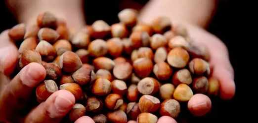 Foto - Türk fındığı dünya devini vurdu! Ne yapacaklarını şaşırdılar